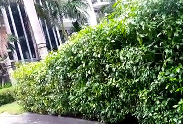 Garden Maintenance